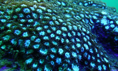 Under-the-sea