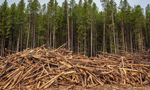Deforestation